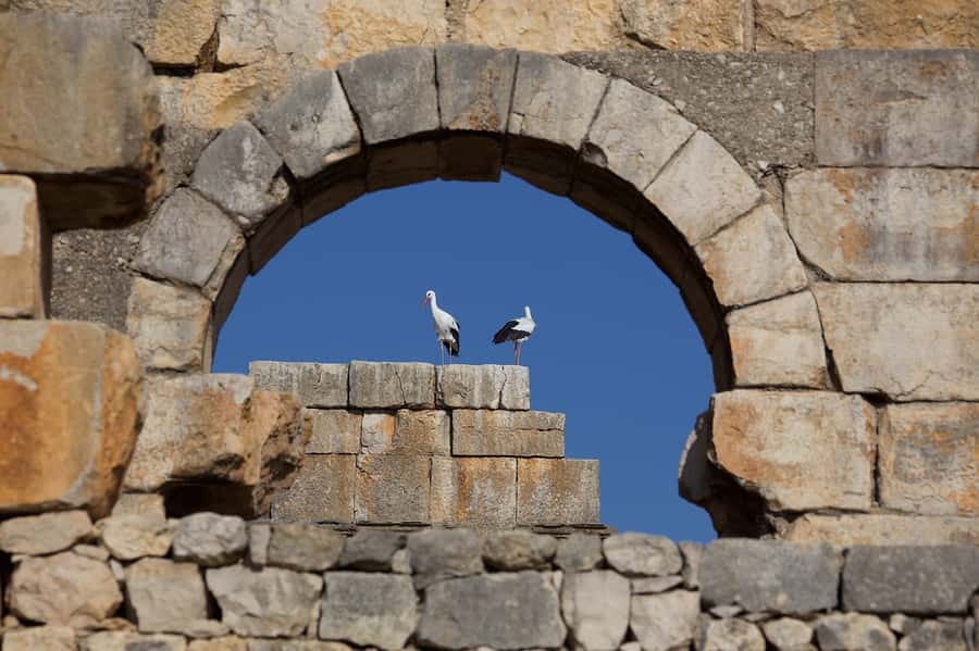 From Fes: Volubilis, Moulay Idriss and Meknes Full-Day Trip - Moulay Idriss explains a different side of Morocco