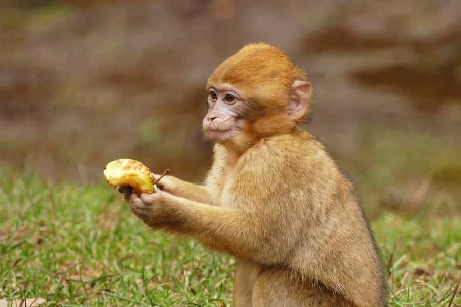 From Fez: Middle Atlas and Monkey Forest Day Trip - Meeting the Barbary macaques in the cedar forest