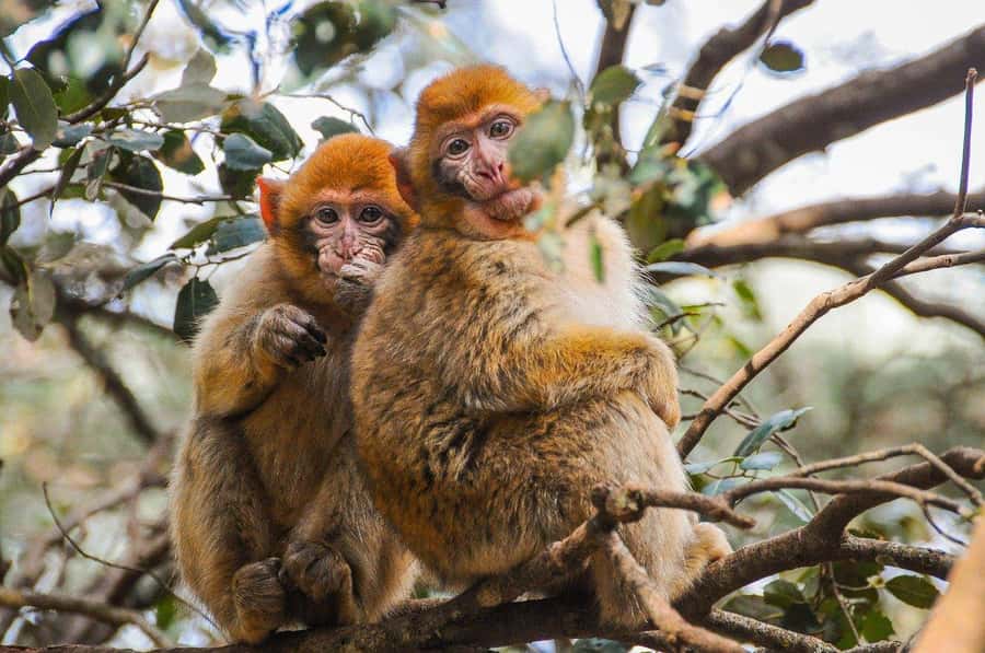 From Fez: Middle Atlas and Monkey Forest Day Trip - Immouzar and the apple-growing hills