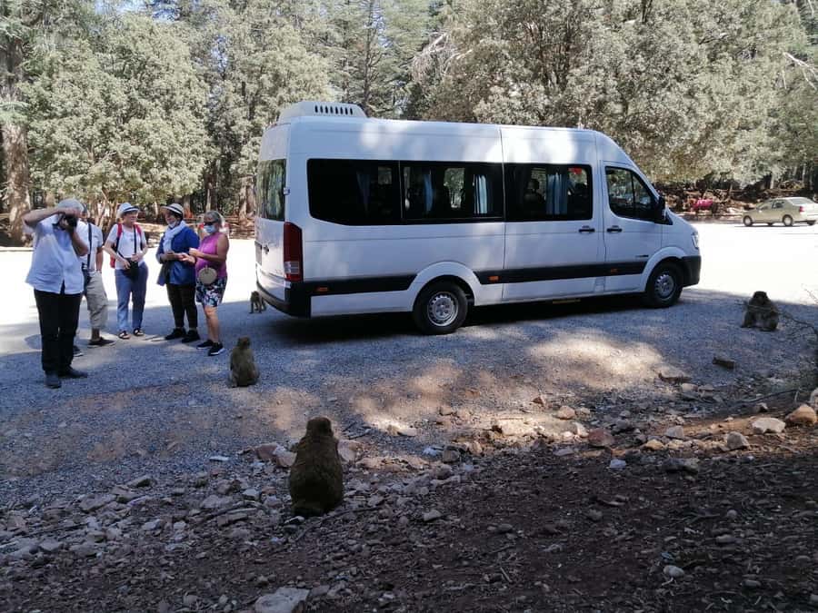 From Fez: Middle Atlas Day Trip with Ifrane National Park - Key points at a glance