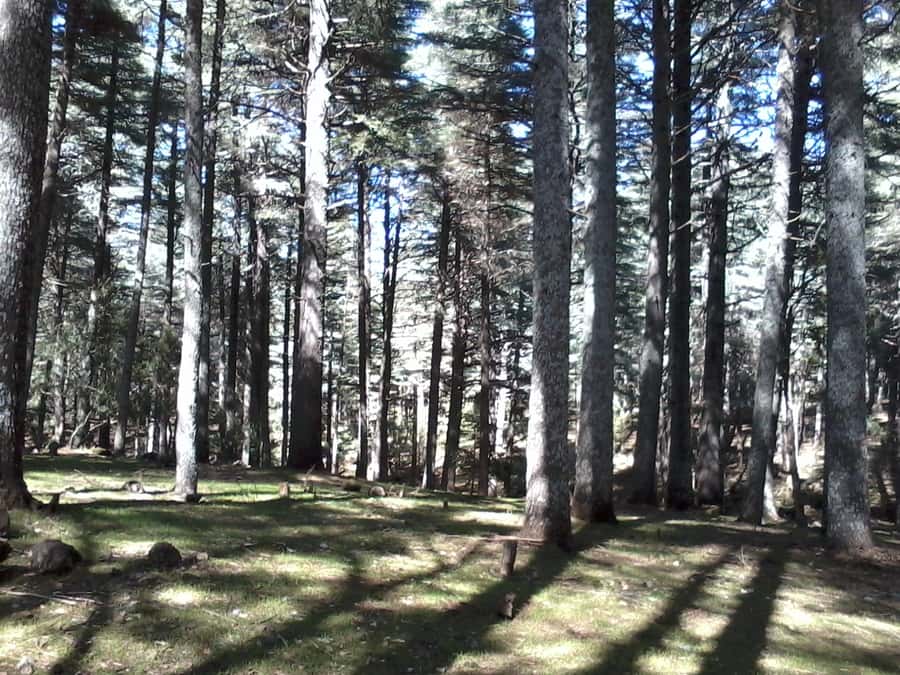 From Fez: Middle Atlas Day Trip with Ifrane National Park - Ifrane, Moroccos unusual mountain town