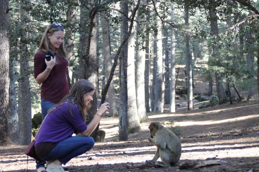 From Fez: Middle Atlas Day Trip with Ifrane National Park - Immouzar and the first look at Berber life