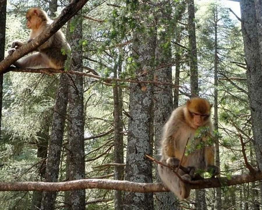 From Fez: Middle Atlas Ifran and Forest of Monkeys Day Trip - Immouzer Kandar and the first Berber encounter