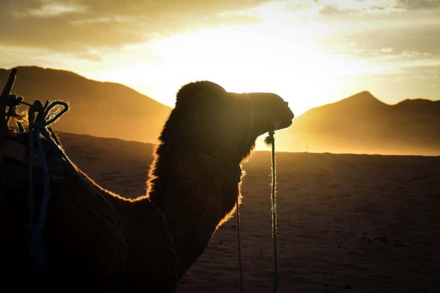 From Marrakech: 2-Day Desert Excursion - What you are really buying for $86
