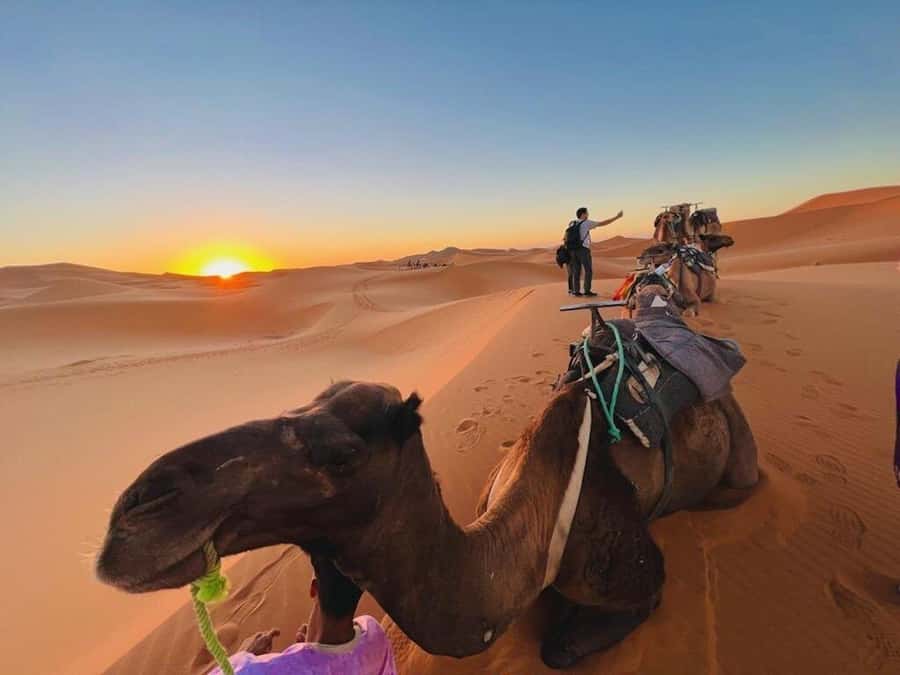 From Marrakech: 3-Day Luxury Desert Tour to Fes via Merzouga - What the $215 price really includes