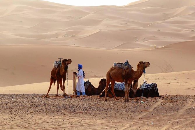 From Marrakech 4 Days Tour To Morocco Sahara Desert - Day 2: Todra Gorge, palm oases, and the camel ride