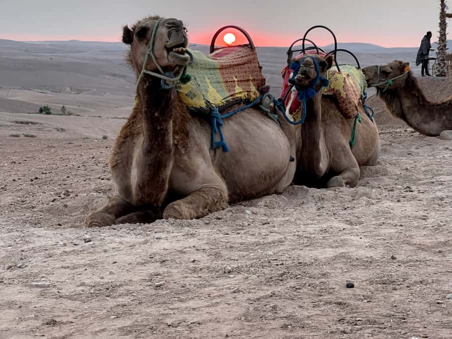 From Marrakech: Agafay Desert Sunset, Quad Biking, & Dinner - Sunset beside the camp pool