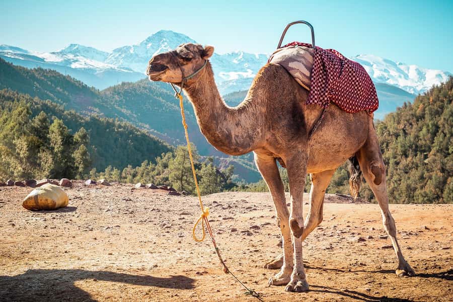 From Marrakech: Atlas Mountains Full-Day Hiking Trip w Lunch - What $26 really gets you