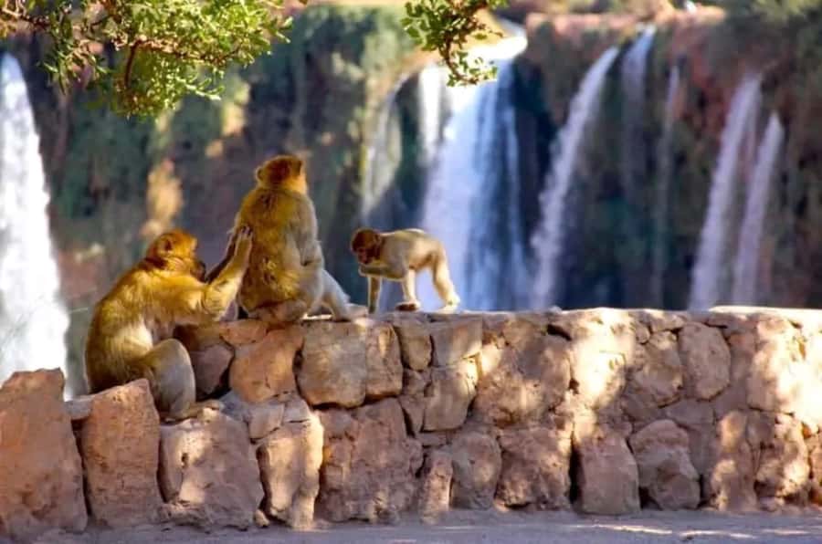 From Marrakech: Day Tour to Ouzoud Waterfalls - The Marrakech pickup and the six-hour road journey