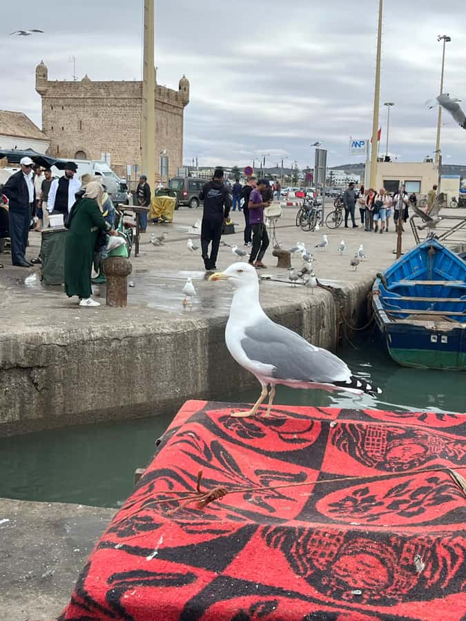From Marrakech: Day Trip to Essaouira with Transfers - The argan cooperative near Ounagha