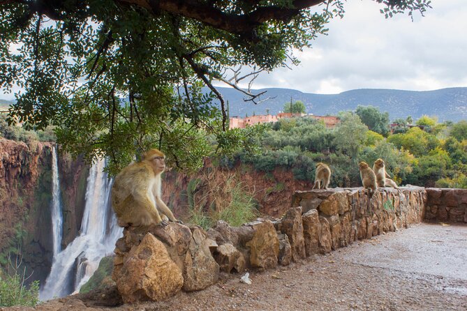 From Marrakech: Day trip to Ouzoud waterfalls and boat tour - Why Ouzoud Falls makes a worthwhile day from Marrakech