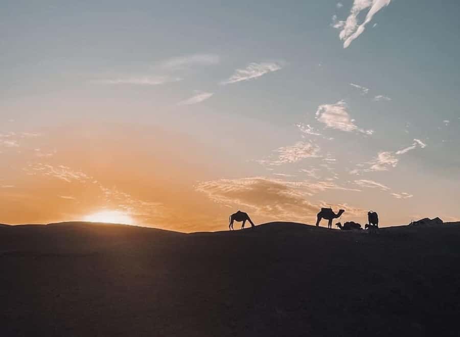 From Marrakech: Dinner show in Agafay Desert & Sunset Quad - Key things to know before you book