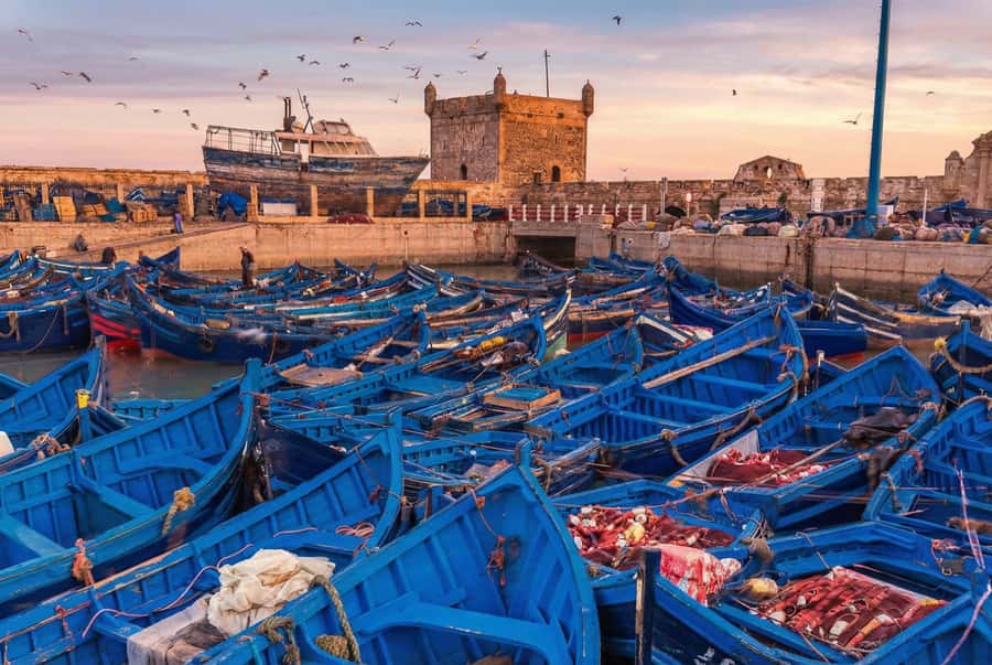 From Marrakech: Essaouira Coastal Escape with Lunch - Key points at a glance