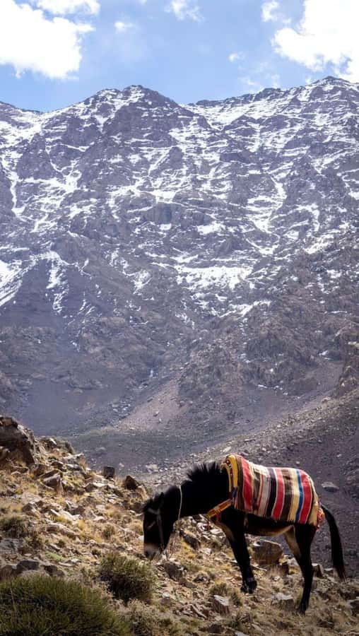 From Marrakech: Full-Day in the Atlas Mountains with Lunch - Is $18 good value?