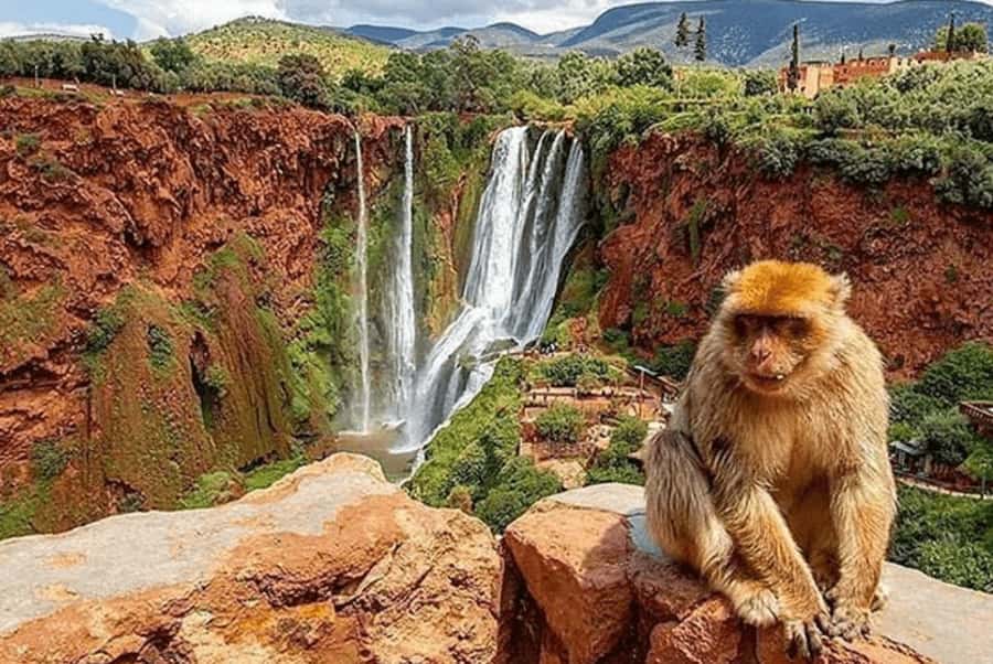 From Marrakech: Guided Ouzoud Waterfalls Tour with Boat Ride - The 7:30 AM pickup and the road north