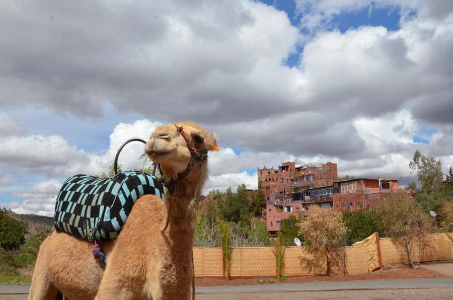 From Marrakech: Ourika Valley Day Trip with Lunch - Mint tea and lunch in a Berber home