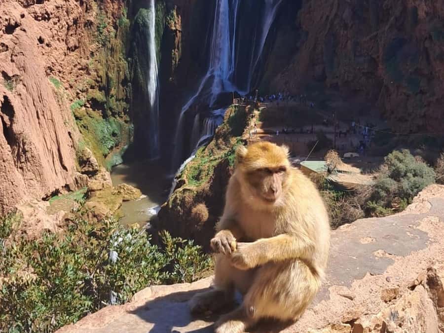 From Marrakech:Ouzoud Waterfalls Day Trip with Boat Tour - Walking through olive groves and village-side stops