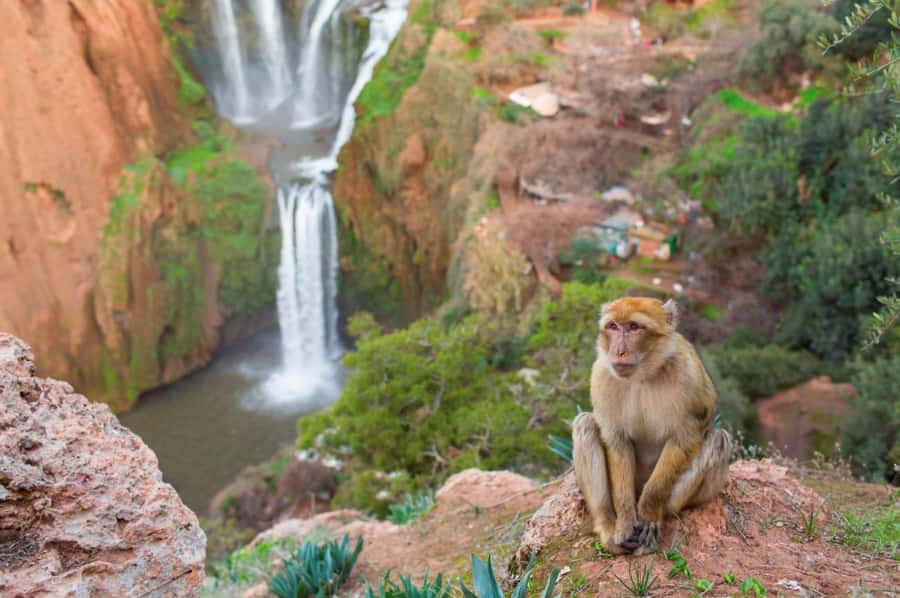 From Marrakech: Ouzoud Waterfalls Guided Hike and Boat Tour - The real cost of this $12 outing