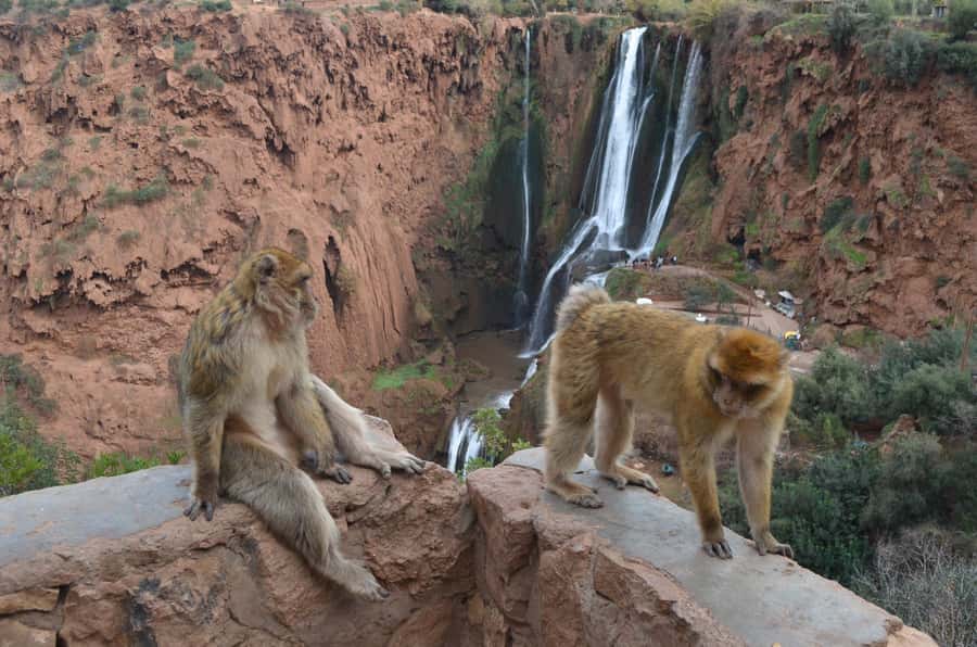From Marrakech: Ouzoud Waterfalls Guided Hike and Boat Tour - Lunch above the waterfalls