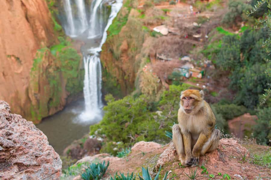 From Marrakech: Ouzoud Waterfalls Guided Tour and Boat Ride - Key points to know before booking