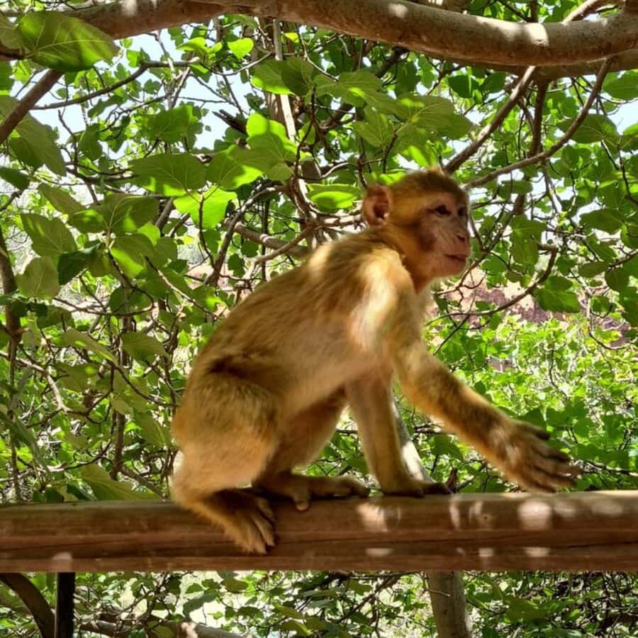From Marrakech: Ouzoud Waterfalls Guided Tour and Boat Ride - Monkeys, birds, and the natural side of the visit