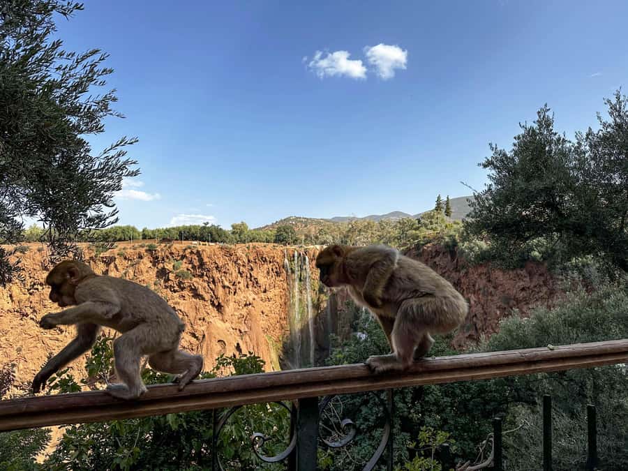 From Marrakech: Ouzoud Waterfalls Guided Trip with Boat Ride - Small details that improve the day