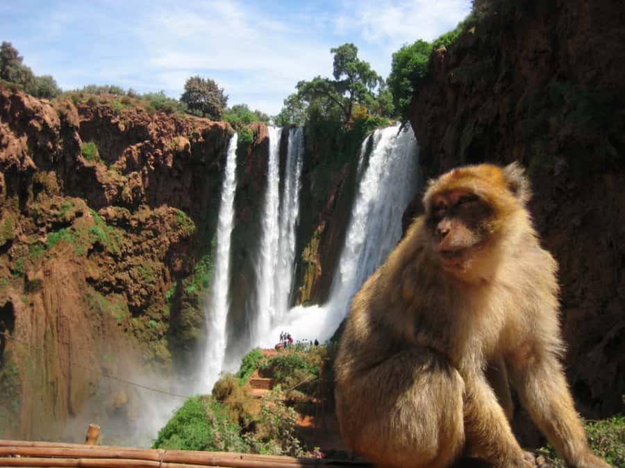 From Marrakech: Ouzoud Waterfalls Local Guided and Boat Ride - The road from Marrakech and the two coffee stops