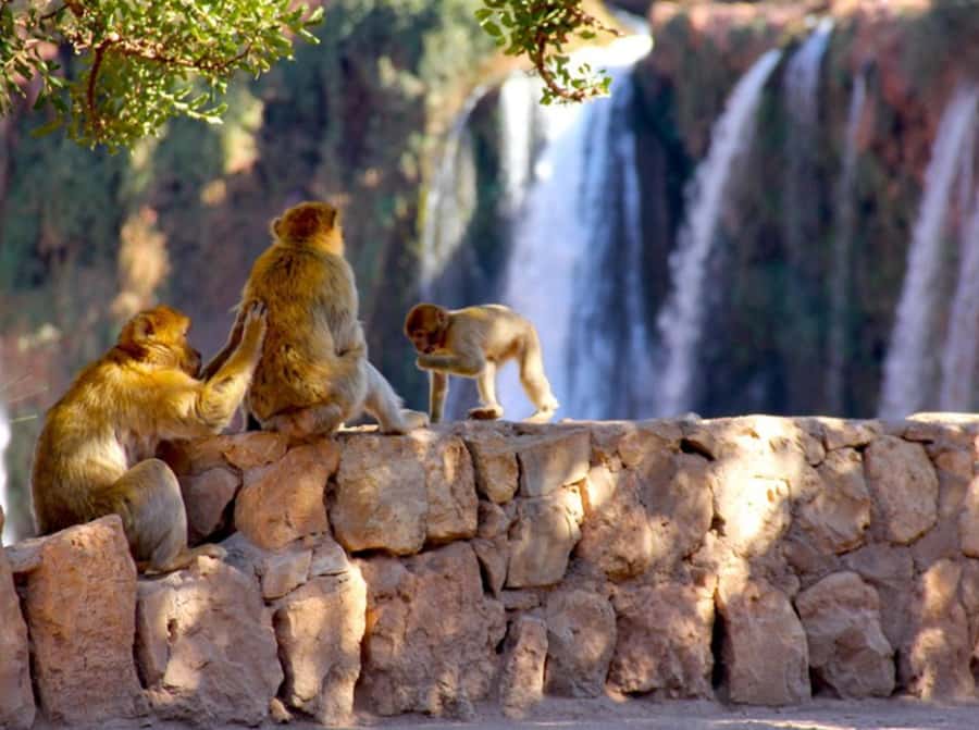 From Marrakech: Private Ouzoud Falls & Boat Ride Day Trip - The Atlas Mountains drive