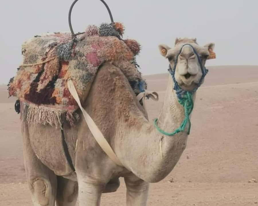 From Marrakech: Sunset Camel Ride in the Agafay Desert - Who will enjoy this camel ride most?