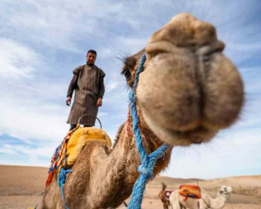 From Marrakech: Sunset Camel Ride in the Agafay Desert - What to wear and bring for a rocky desert evening