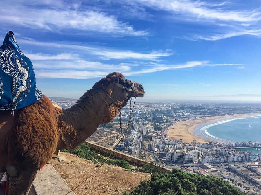 From Marrakech to Agadir Private Day Trip with Lunch - The port, fish market, and Agadir’s seaside side
