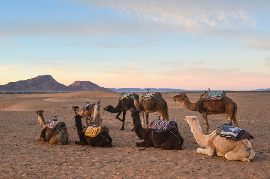 From Marrakesh: 2-Day Desert Zagoura Tour - Who should book this Zagora trip?