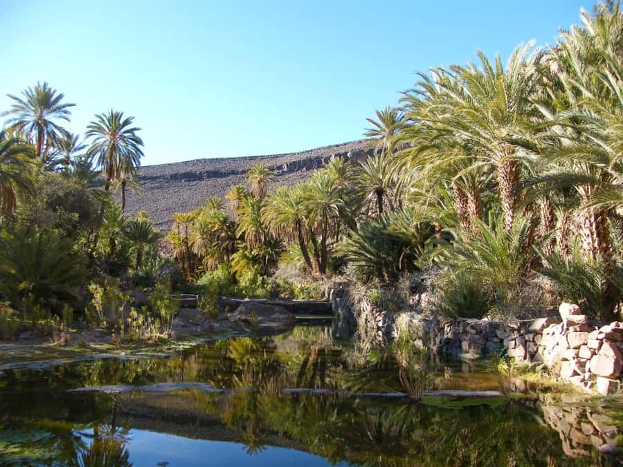 From Marrakesh: 2-Day Trek to Ait-Benhaddou and Ouarzazate - Fint Oasis and a slower Moroccan afternoon