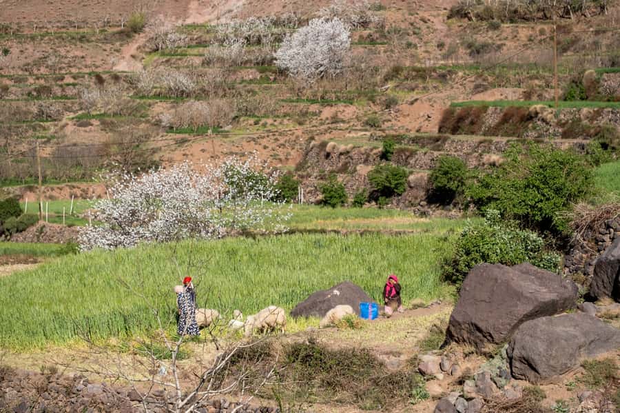 From Marrakesh: Atlas Mountains Talamrout Summit Day Hike - The Talamrout summit and the Toubkal view