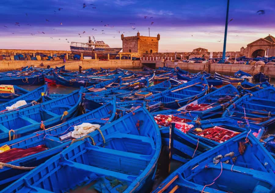 From Marrakesh: Essaouira Full-Day Trip - What happens at the argan oil cooperative