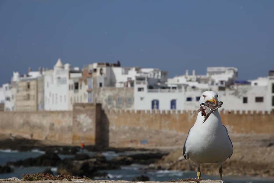 From Marrakesh: Small Group To Essaouira With Opt Activities - Essaouira Port and the seafood market