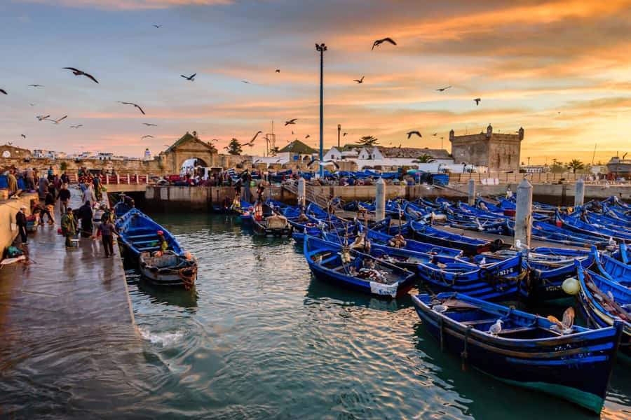 From Taghazout: Medina of Essaouira Guided Day Trip - Spotting goats in the argan trees
