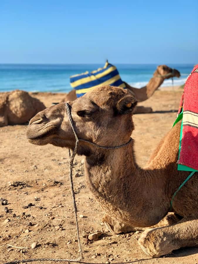 From Tangier: Asilah Tour with Tea Tasting & Camel Ride - Cap Spartel and the Atlantic meeting the Mediterranean