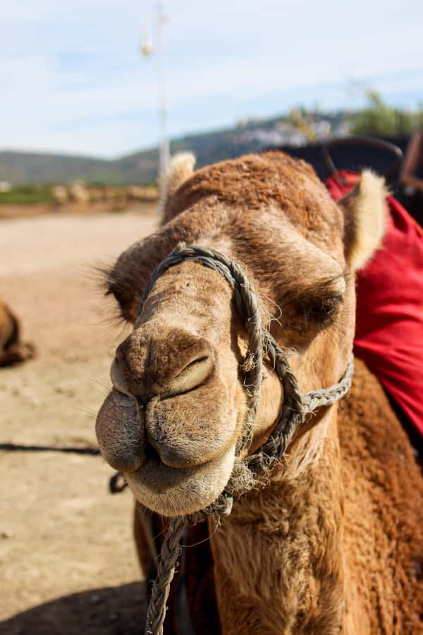 From Tangier: Cap Spartel and Hercules Cave with Camel Ride - Who should book this Tangier outing?