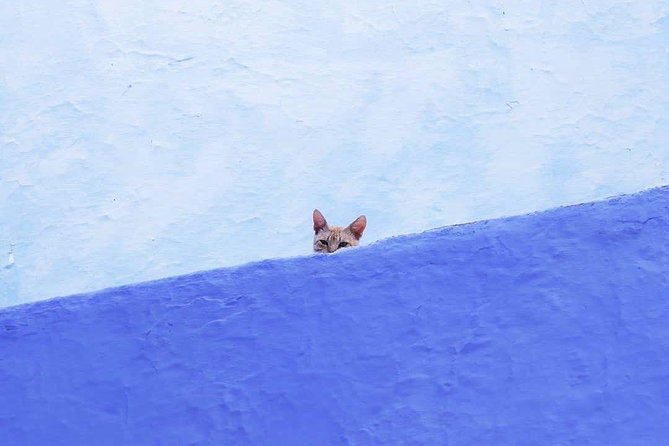 From Tangier: Special Day Trip to Chefchaouen and Tetouan - Why this Tangier day trip works