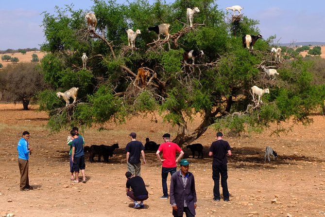 Full-Day Essaouira Excursion from Agadir - What the argan oil cooperative adds