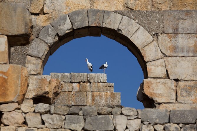 Full-Day Historical Tour to Meknes Volubilis and Moulay Idriss - Who should book this excursion
