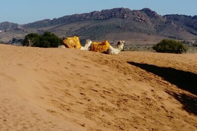 Full-Day Safari Small Desert With Lunch