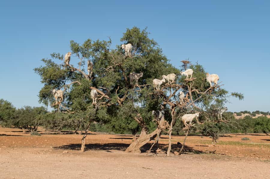 Full Day Trip From Marrakech To Essaouira - Who will enjoy this trip most?