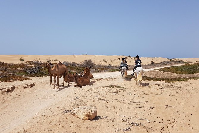 Horse Ride on the Beach in Essaouira - Why this ride is different from a short beach trek
