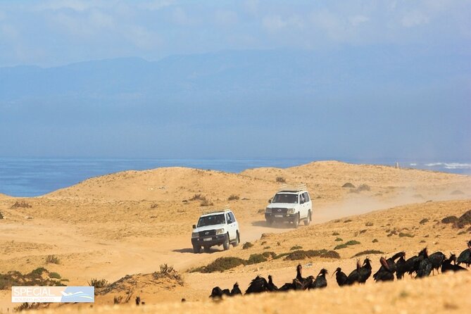 Jeep 4x4 Safari Atlantic Ocean & Desert Dunes with Berber Lunch - Arbaa Rasmouka and the mini desert