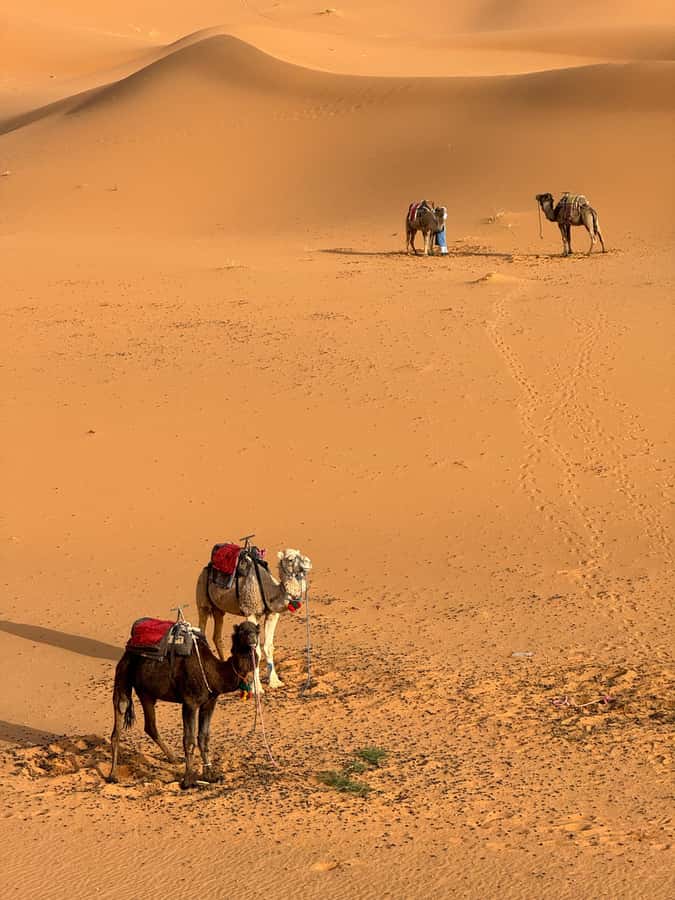 Majestic Desert: 3-Day Luxury Journey from Marrakech to Fes - Who should book this Marrakech to Fes tour?