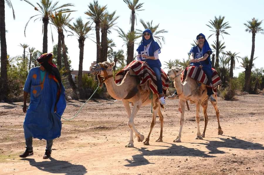 Marrakech : 1-Hour Camel Ride Through the Palm Grove - Key Points Before You Book