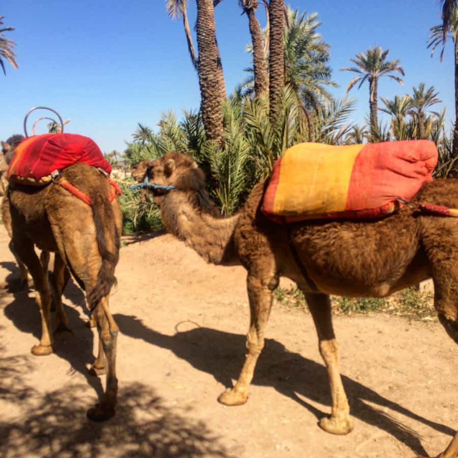 Marrakech : 1-Hour Camel Ride Through the Palm Grove - A Note About the Additional Highlights