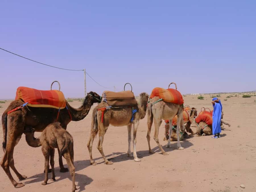 Marrakech : 1-Hour Camel Ride Through the Palm Grove - Who Will Enjoy This Two-Hour Outing